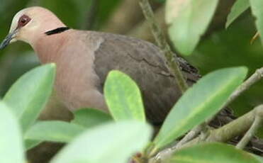 Tourterelle à collier