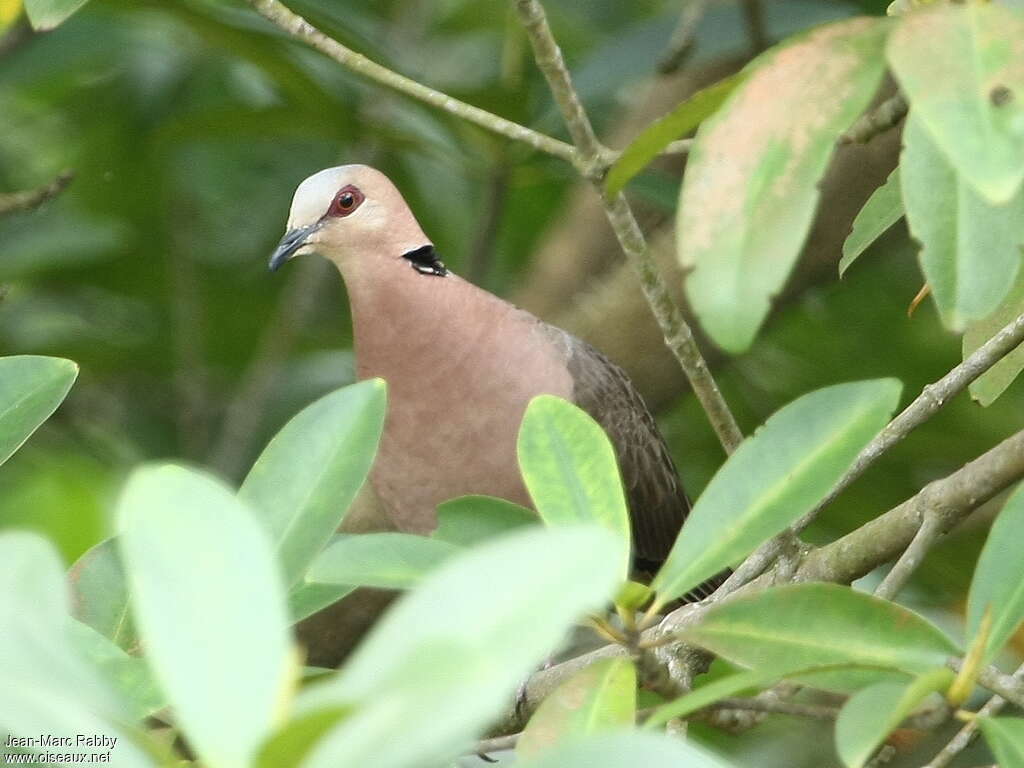 Red-eyed Doveadult, close-up portrait