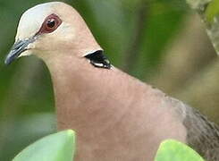 Red-eyed Dove