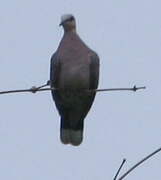 Red-eyed Dove