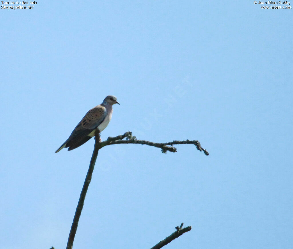 Tourterelle des bois, identification