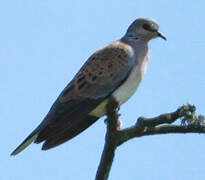 European Turtle Dove