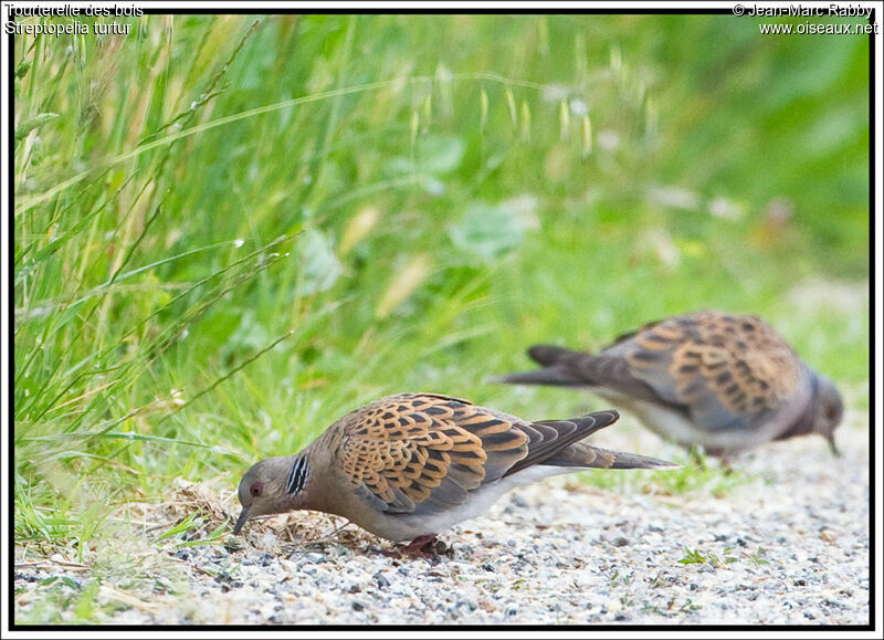 European Turtle Dove, identification