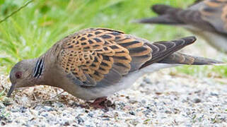 European Turtle Dove