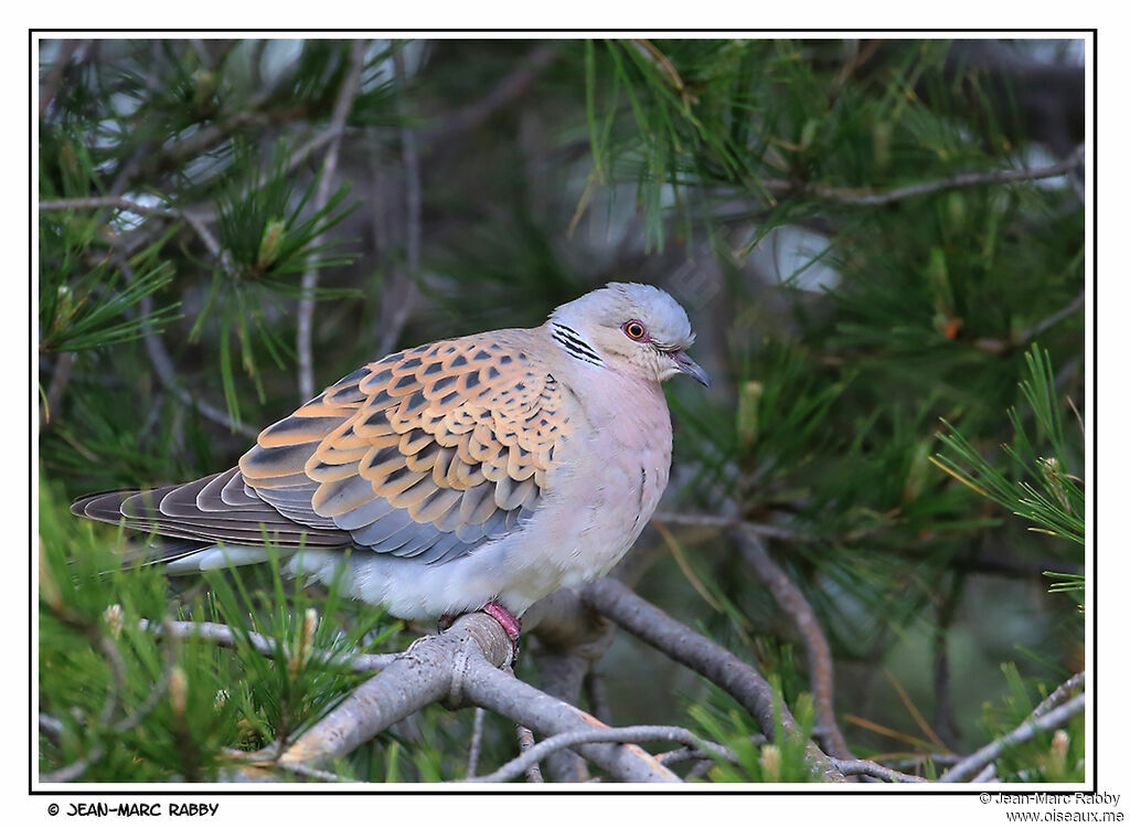 European Turtle Dove, identification