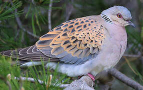 European Turtle Dove