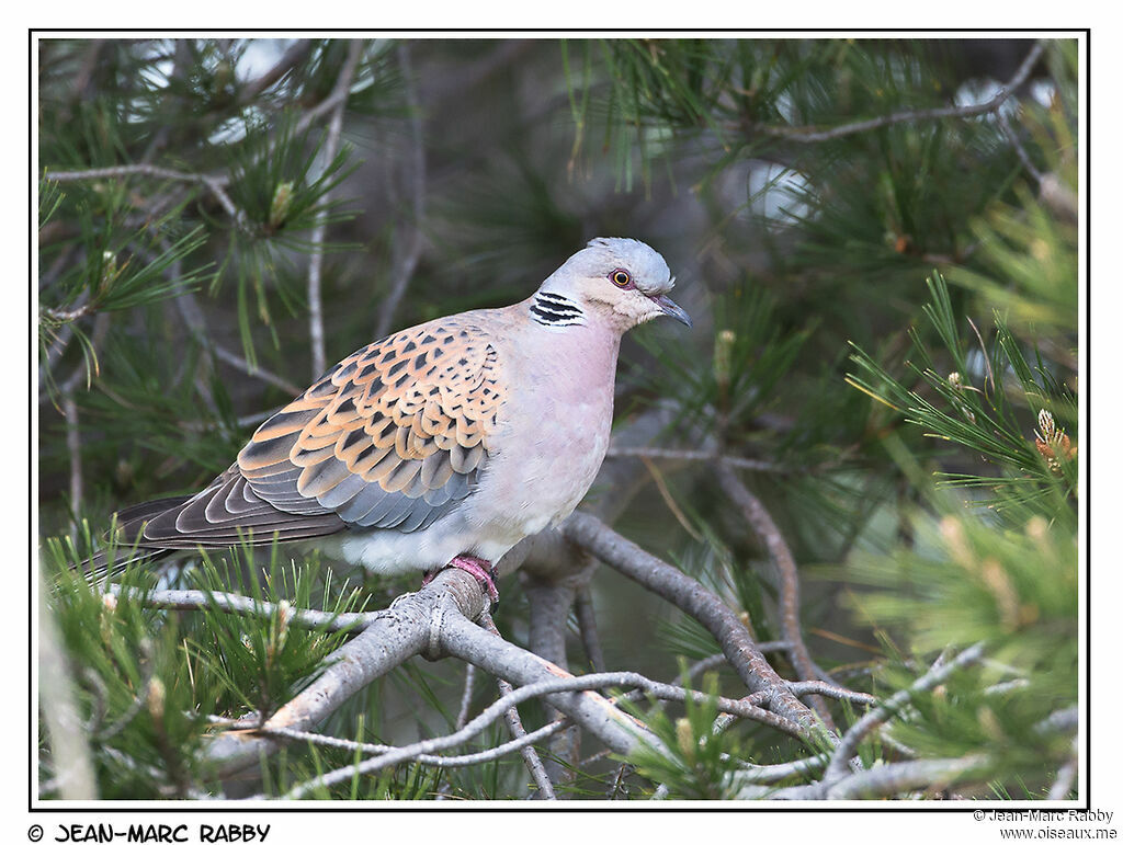 Tourterelle des bois, identification