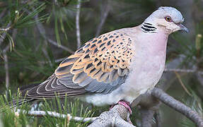 European Turtle Dove