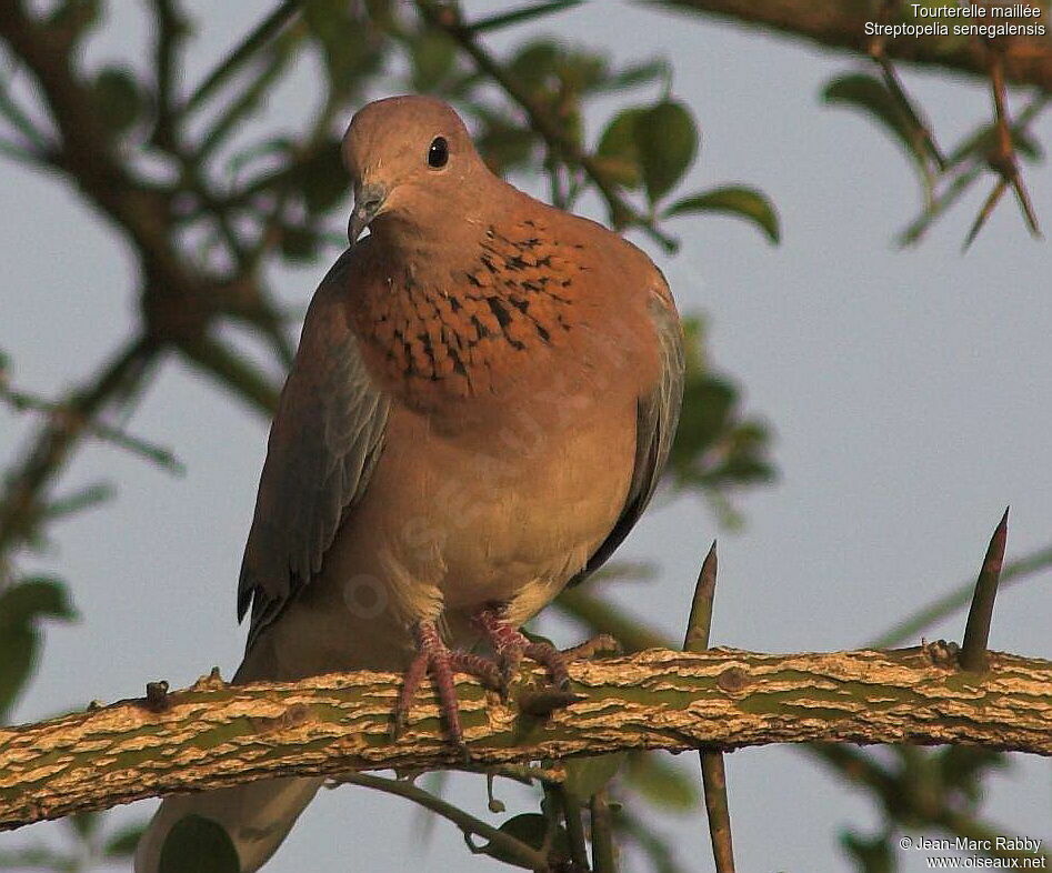 Tourterelle maillée, identification