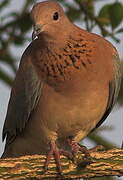 Laughing Dove