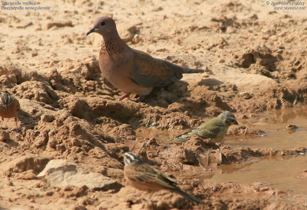 Tourterelle maillée, identification