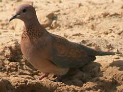 Laughing Dove