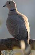 Eurasian Collared Dove