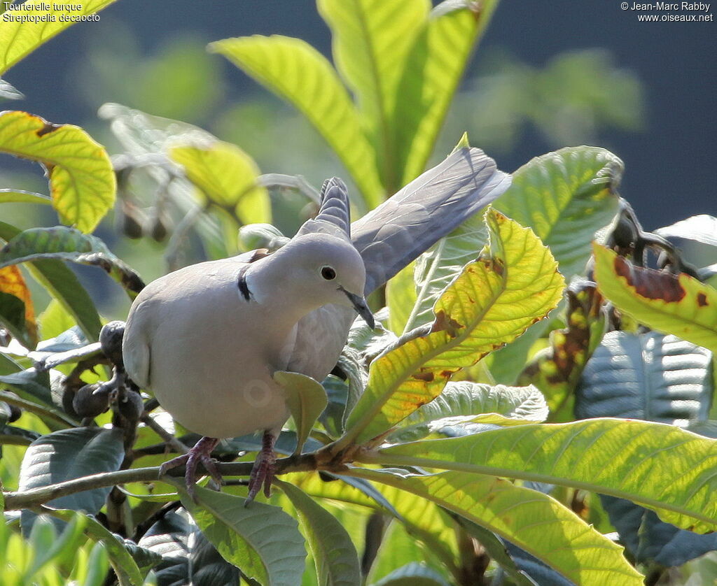 Eurasian Collared Dove, identification