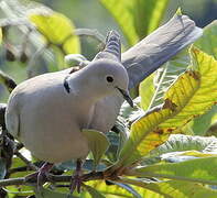 Eurasian Collared Dove