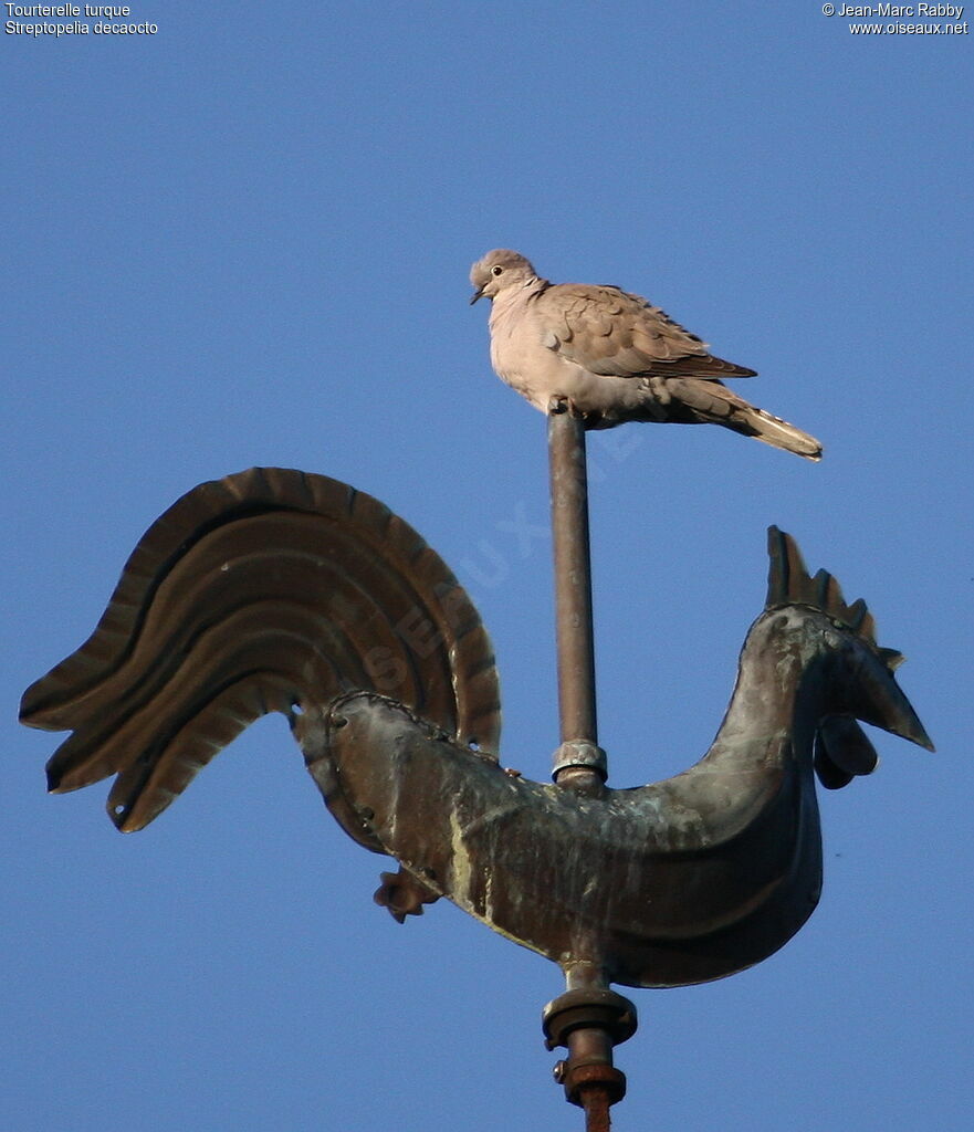 Eurasian Collared Dove, identification