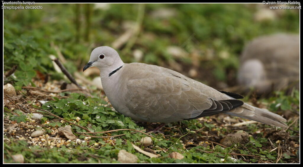 Tourterelle turque, identification