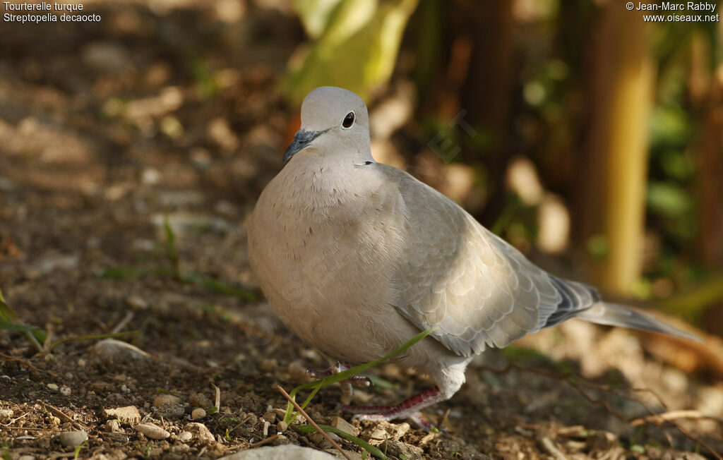 Eurasian Collared Dove, identification