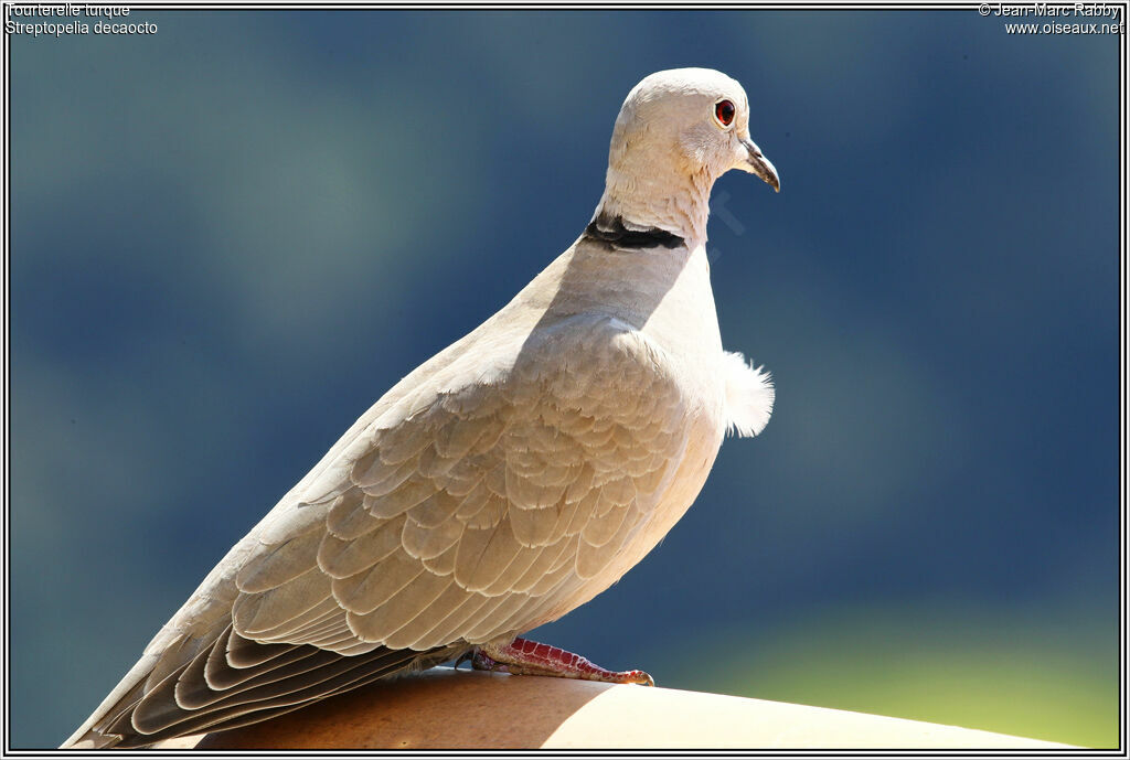 Eurasian Collared Dove, identification