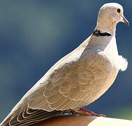 Eurasian Collared Dove