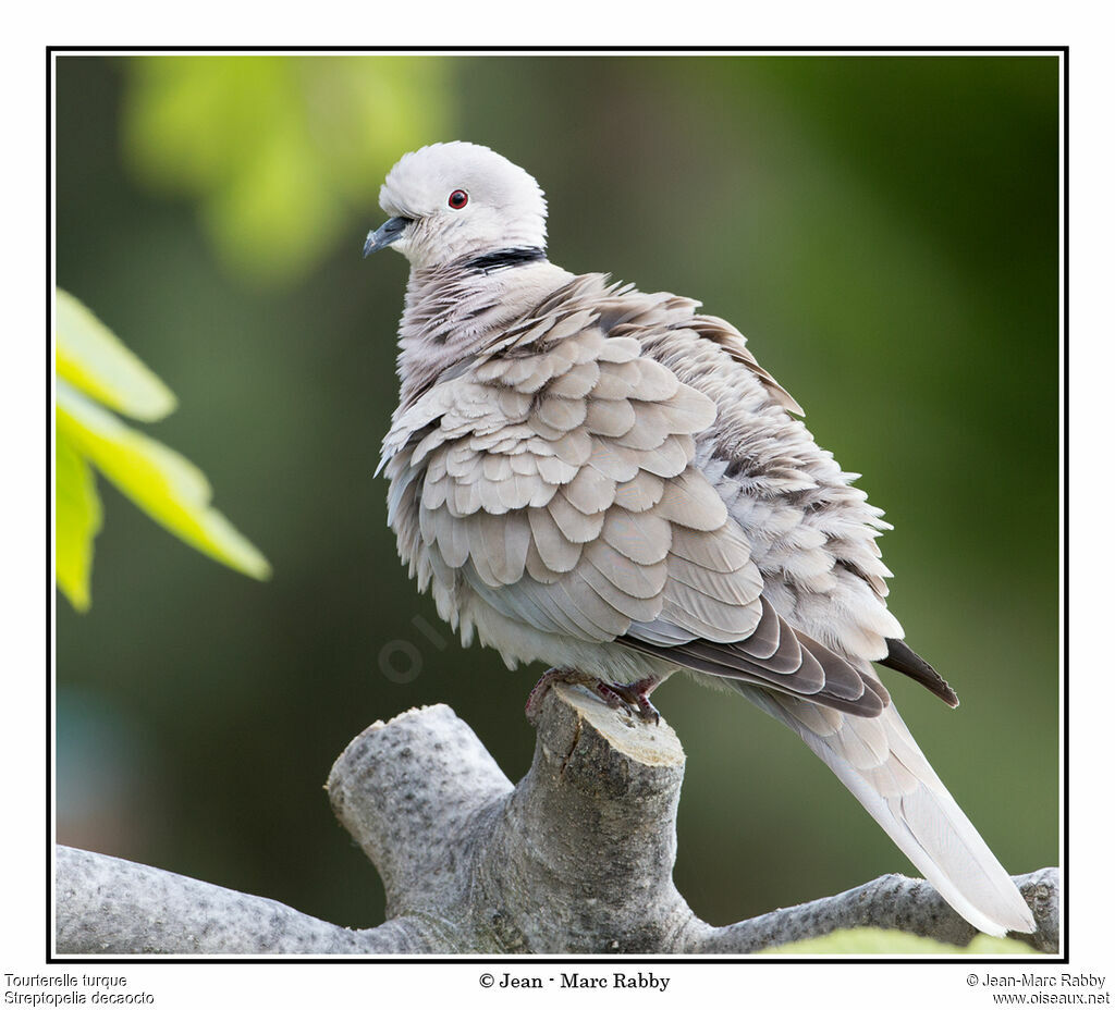 Eurasian Collared Dove, identification