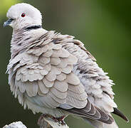 Eurasian Collared Dove