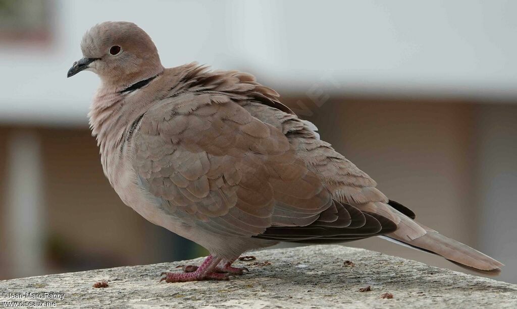 Eurasian Collared Dove