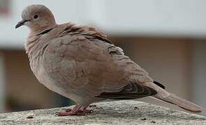 Eurasian Collared Dove