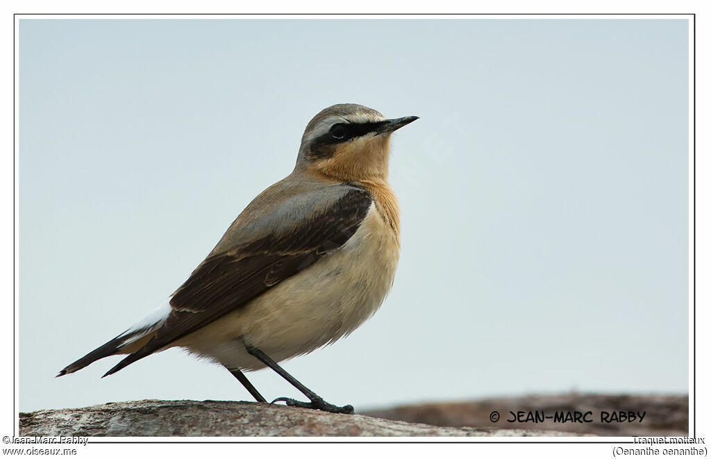 Northern Wheatear, identification