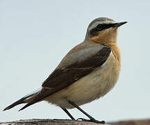 Northern Wheatear