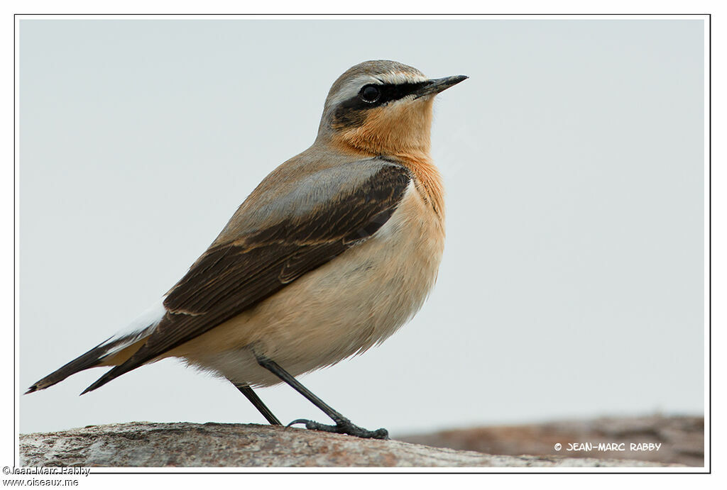 Northern Wheatear, identification