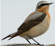 Northern Wheatear