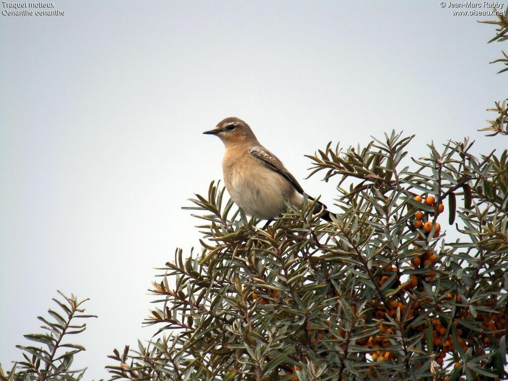 Traquet motteux femelle 1ère année, identification