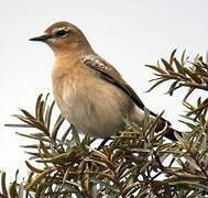 Northern Wheatear