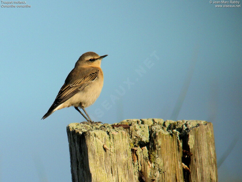 Traquet motteux mâle 1ère année, identification