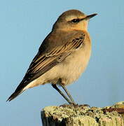 Northern Wheatear