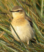 Northern Wheatear