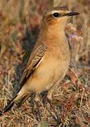 Northern Wheatear