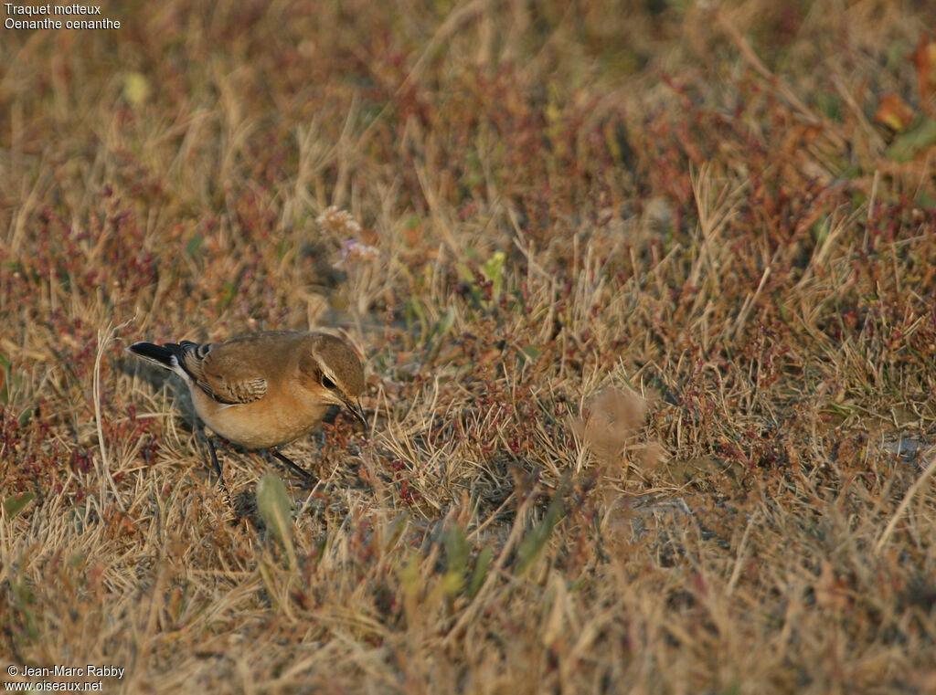 Traquet motteux, identification