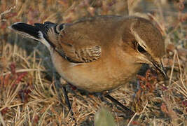 Northern Wheatear