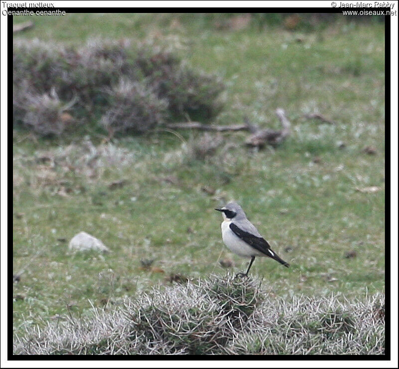 Traquet motteux mâle, identification