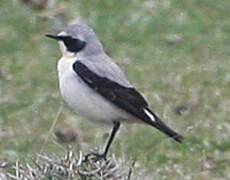 Northern Wheatear