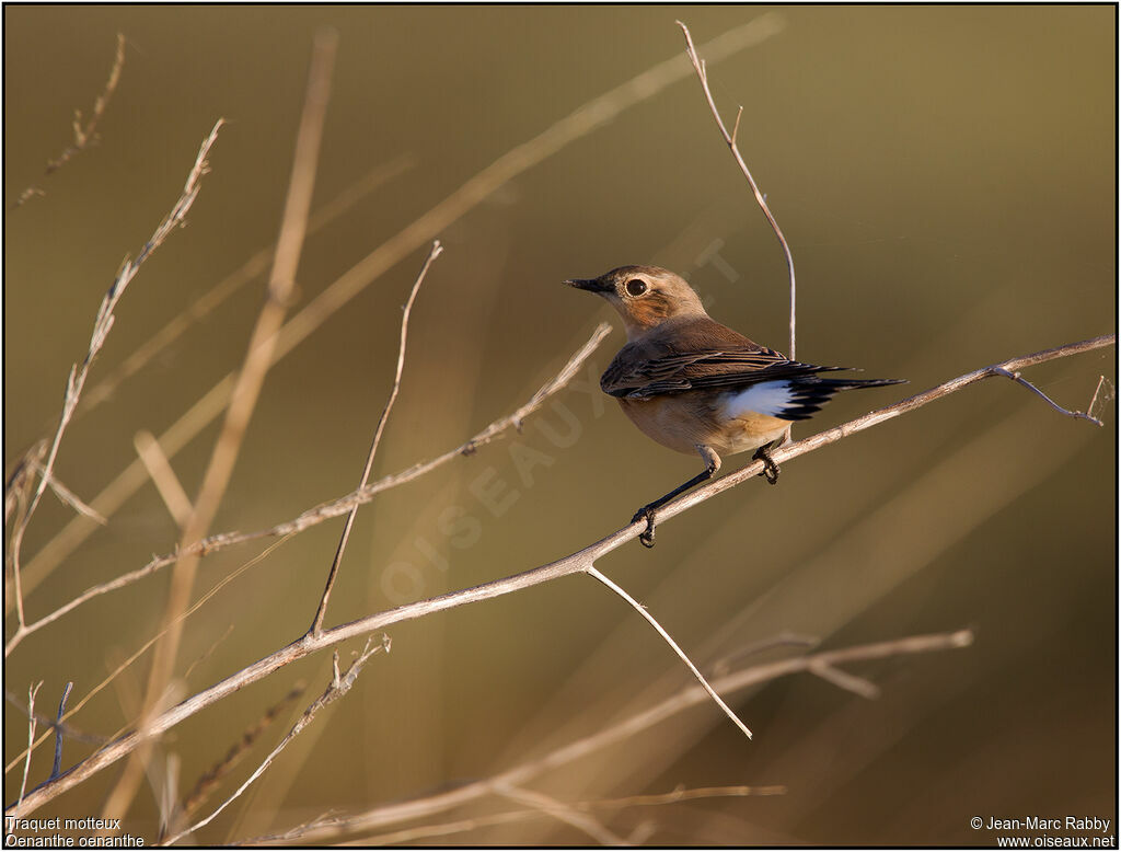 Northern Wheatear, identification