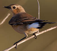 Northern Wheatear