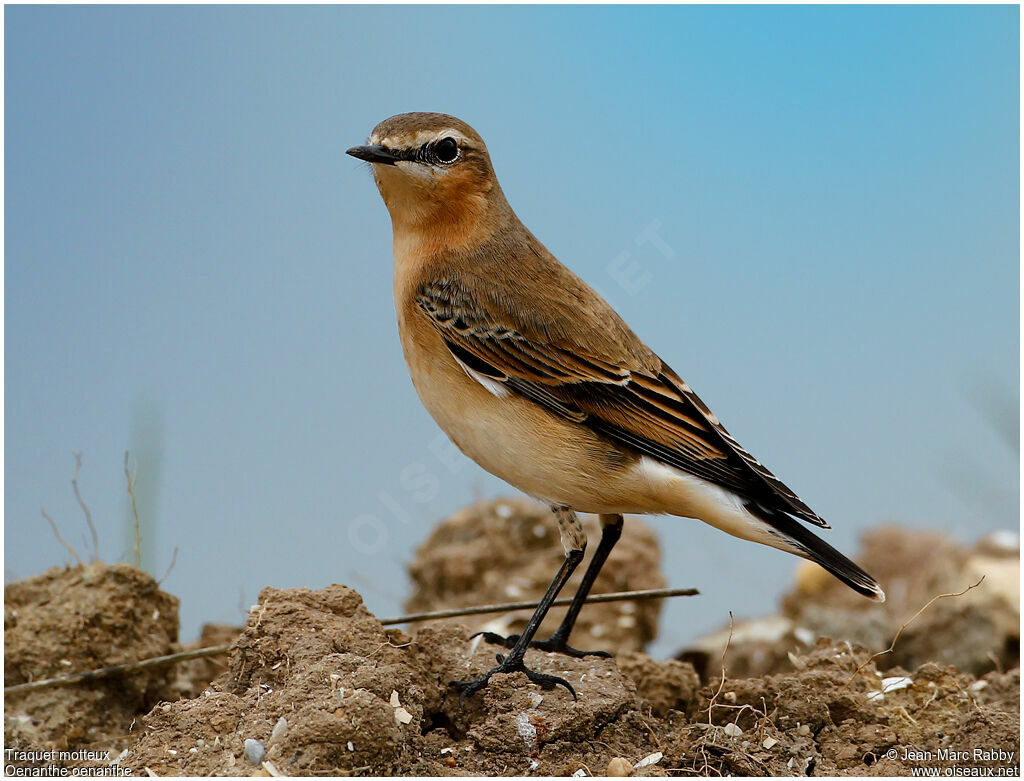 Northern Wheatear, identification