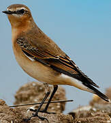 Northern Wheatear