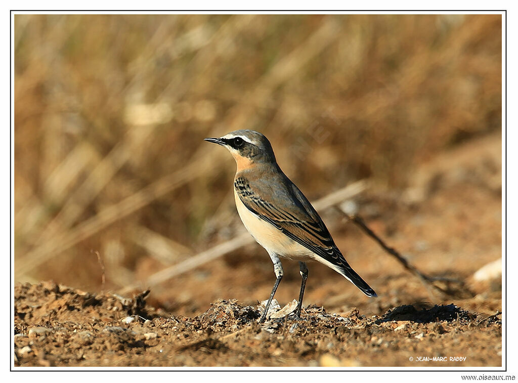 Traquet motteux, identification