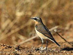 Northern Wheatear