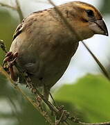 Red-headed Quelea