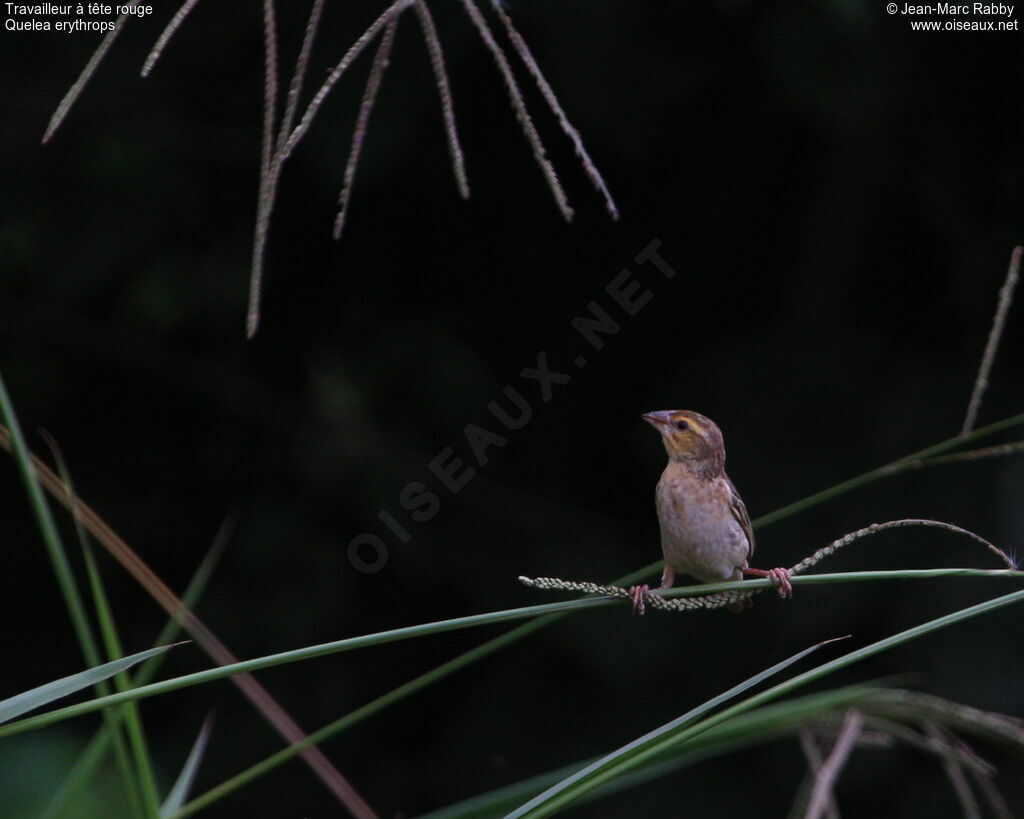 Red-headed Quelea